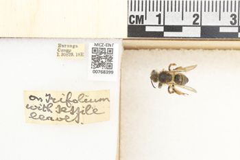 Media type: image;   Entomology 768399 Aspect: Labels